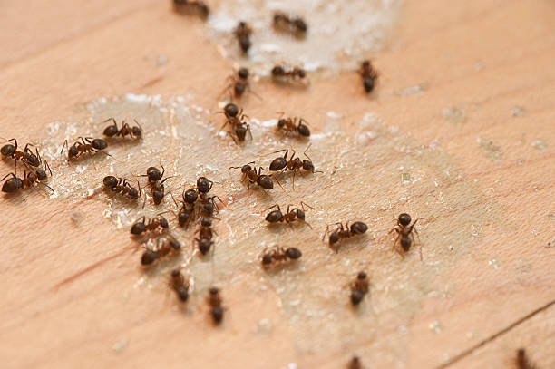  Canton, OH Pest Control Pros